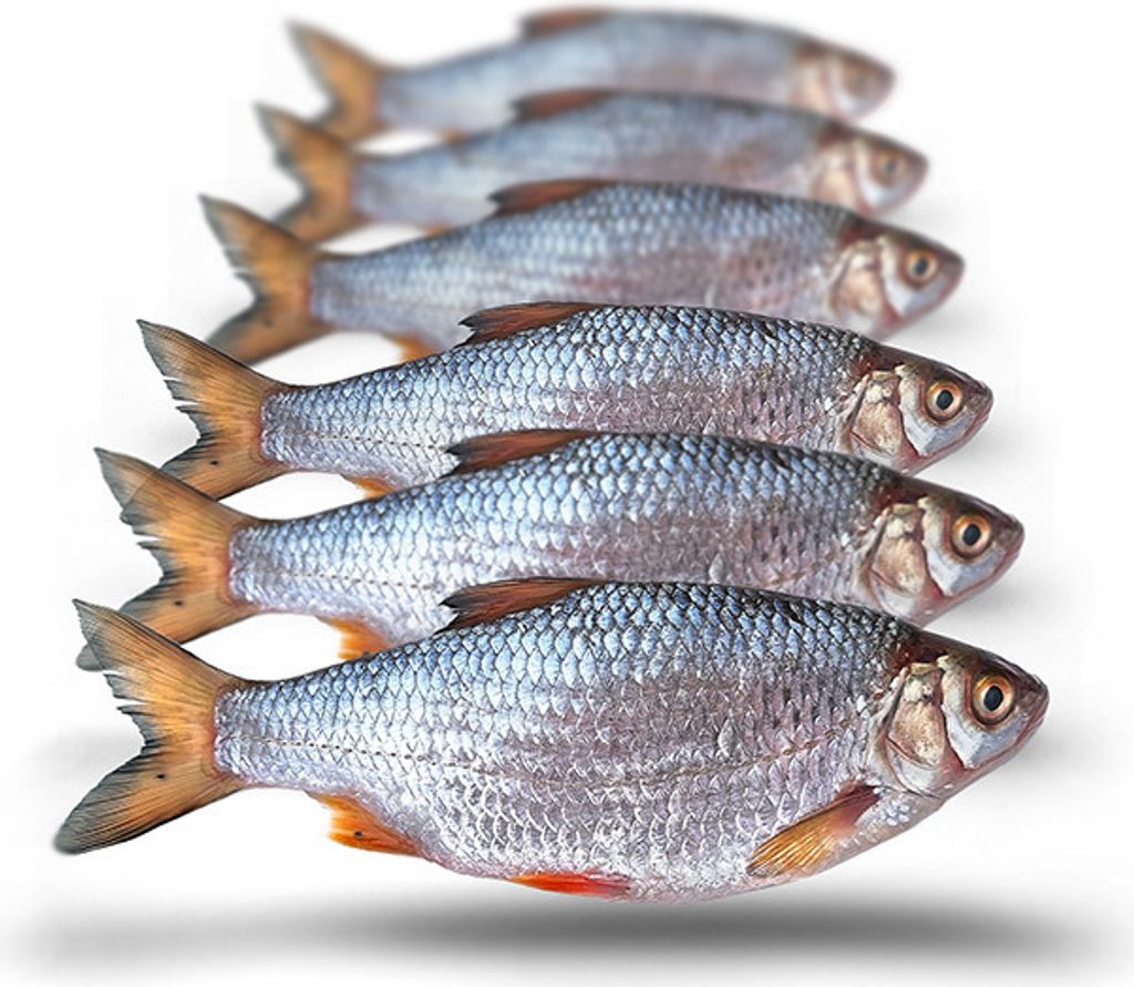 Köderfische Rotauge Mittelgroß - Vakuumverpackt | 14-21CM | 4-6ST