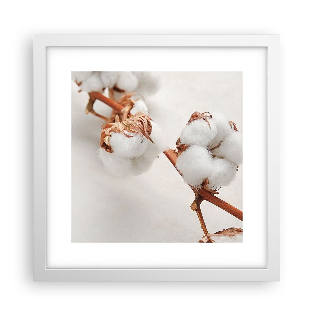 Gerahmtes Poster - Weißer Rahmen - Baumwolle Makro Zweig - 30x30 cm - Wand Bild - Wanddeko - Wandbilder - Kunstposter - Wandposter - Bilderrahmen ...