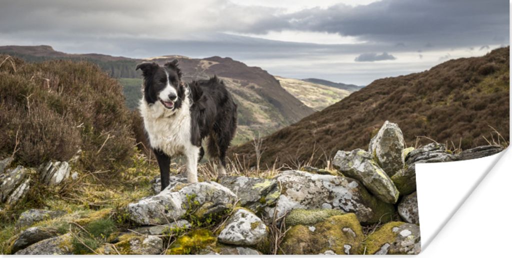MuchoWow Poster Ein Border Collie steht auf dem Gipfel des Berges 120x60 cm - Bild