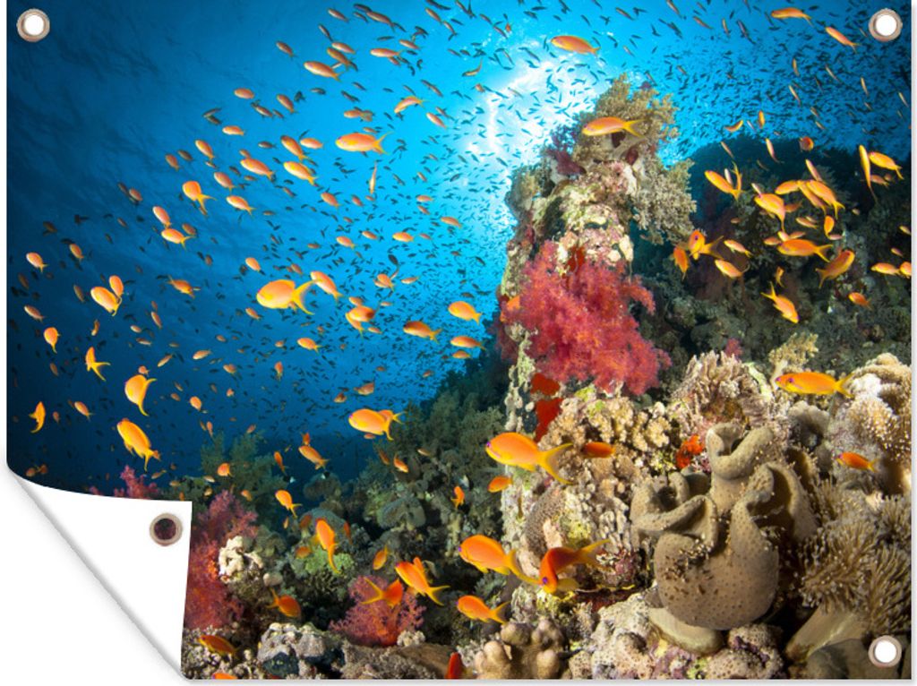 MuchoWow 40x30 cm Outdoor-Poster Gartendeko Sichtschutz Garten Poster für den Garten Buntes Korallenriff, umgeben von Fischen
