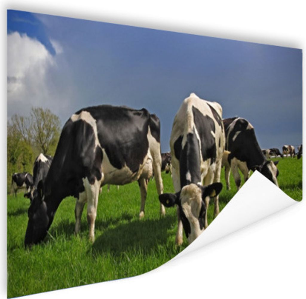 MuchoWow Poster Kühe - Schwarz - Weiß - Blau 90x60 cm - Schlafzimmer