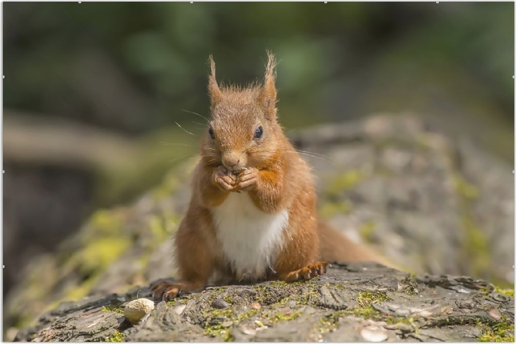 Wallario Wandbild Niedliches Eichhörnchen knabbert an einer Nuss, Größe: 61 x 91,5 cm, Poster mit rahmenlosen Bildhalter