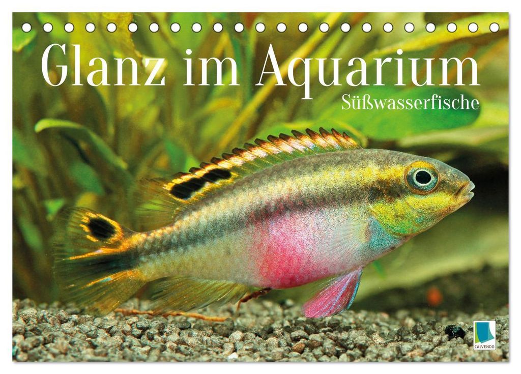 Glanz im Aquarium: Süßwasserfische (Tischkalender 2027 DIN A5 quer), CALVENDO Monatskalender
