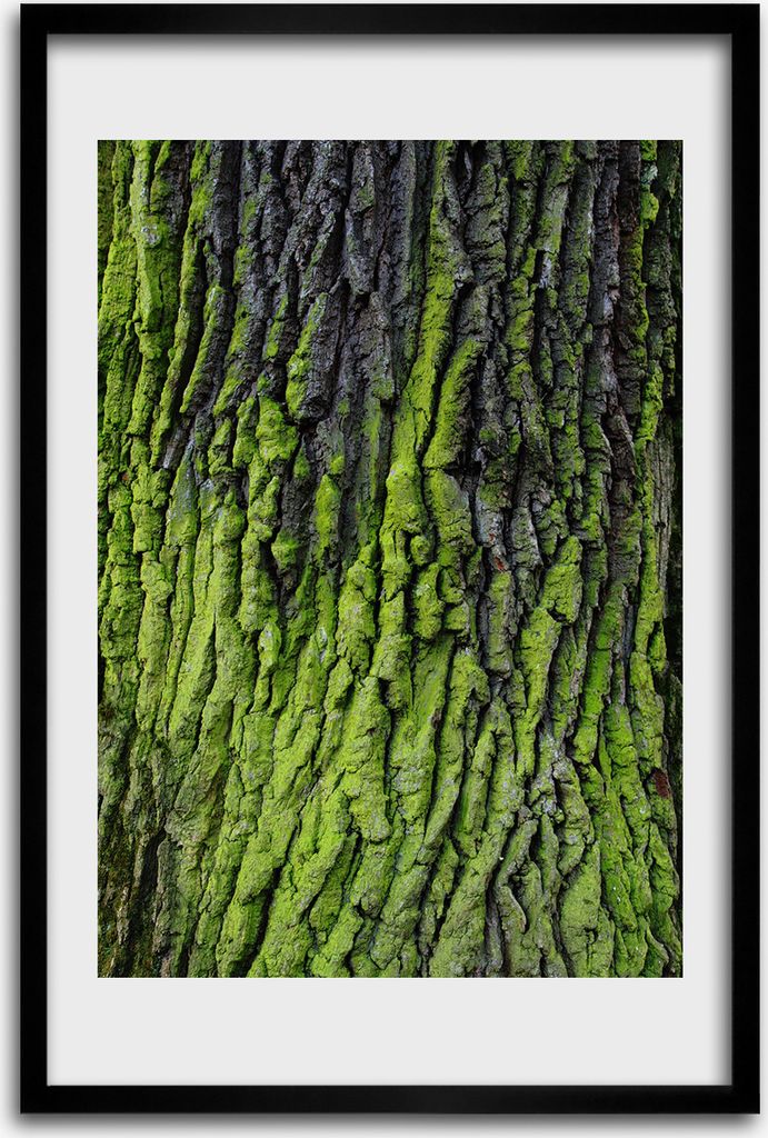 Bild - Bilderrahmen - 40 cm x 60 cm - MDF - Rahmen - Wandkunst - Die Rinde eines Baumes