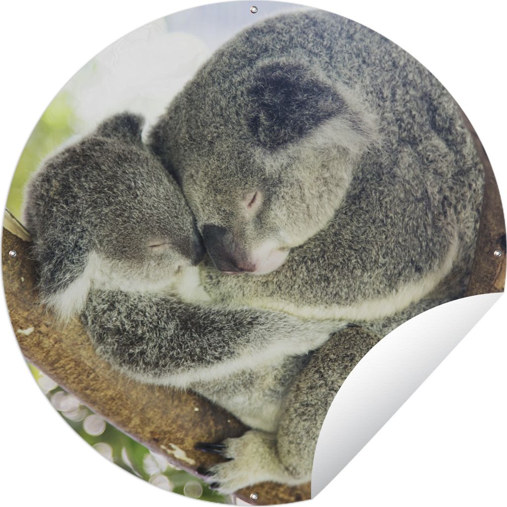 MuchoWow Gartenposter Outdoor-Poster Rund Koalas - Knuddeln - Tiere - Jungen - Mädchen Ø 150 cm Gartendeko Rundes Poster draußen
