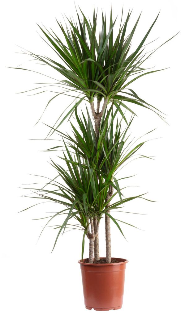 Dracaena marginata a 3 steli - pianta d'appartamento di Immagine del prodotto 