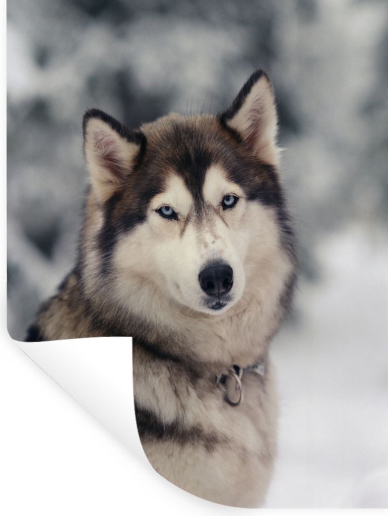 MuchoWow - Sticker - Dekorfolie