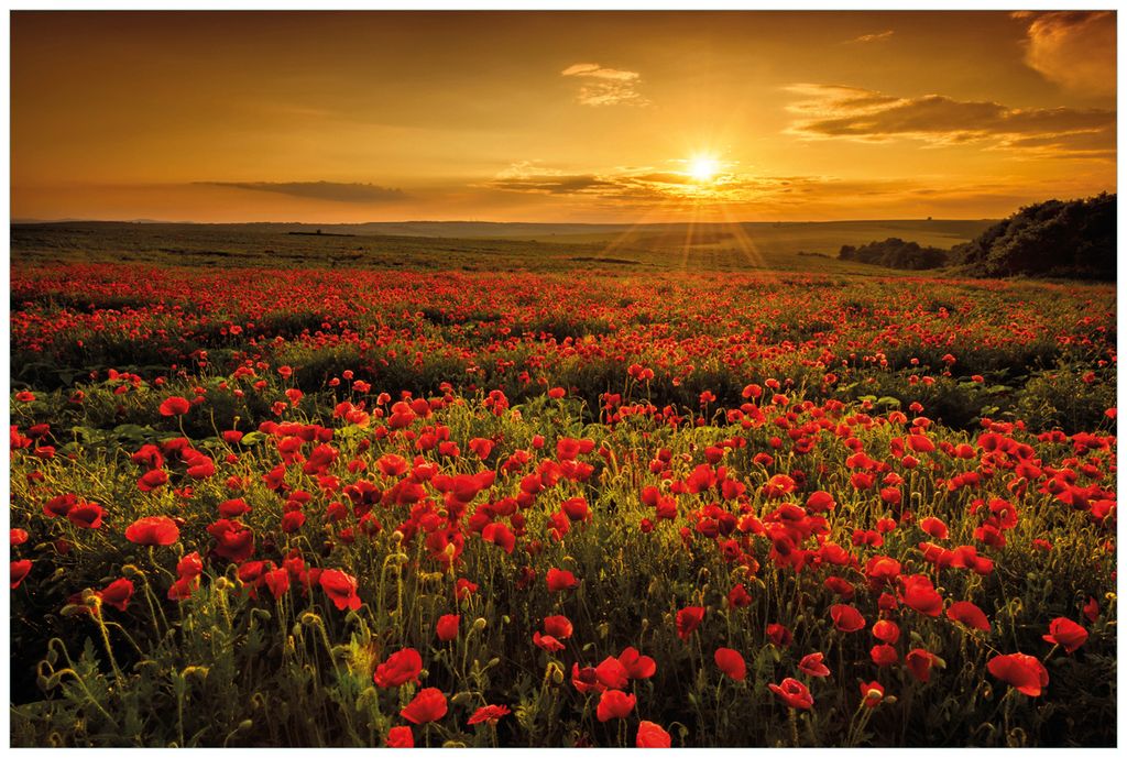 Wallario Wandbild aus Acryl, 90 x 60 cm, freischwebende Optik - Mohnblumenwiese bei Sonnenuntergang am Abend
