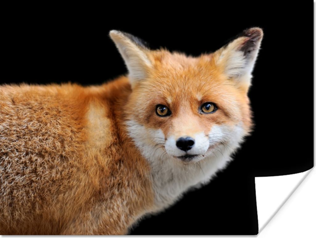 MuchoWow Poster Fuchs - Tier - Porträt 40x30 cm - Plakate für die Wände - Poster Wohnzimmer