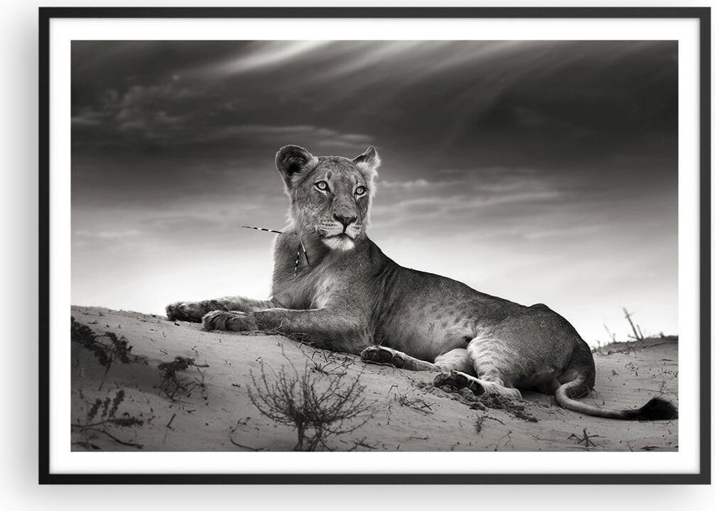 Gerahmtes Poster - Schwarzer Rahmen - Tierwelt weiblich katze Tier - 100x70 cm - Wand Bild - Wanddeko - Wandbilder - Wandposter - Bilderrahmen - Bi...