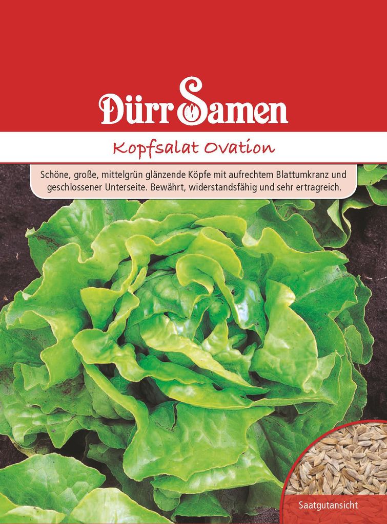 Kopfsalat Ovation | Kopfsalatsamen von Dürr Samen Produktbild 