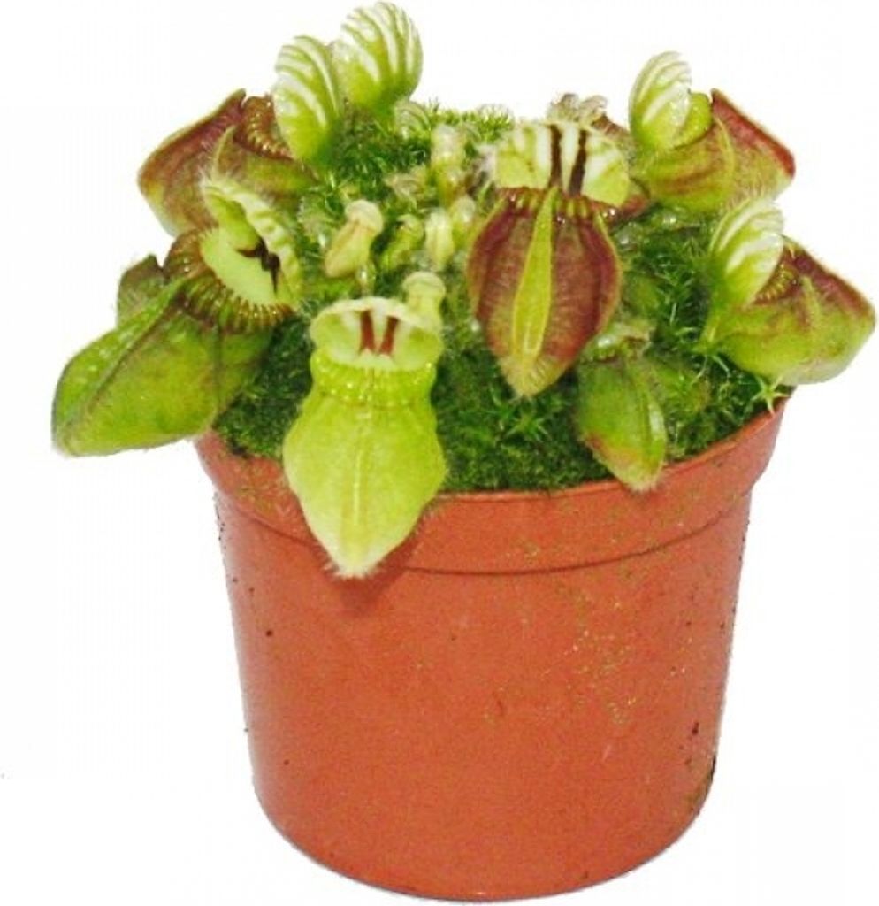 Fleischfressende Pflanze - Zwergkrug - Cephalotus follicularis - 9cm Topf - Rarität