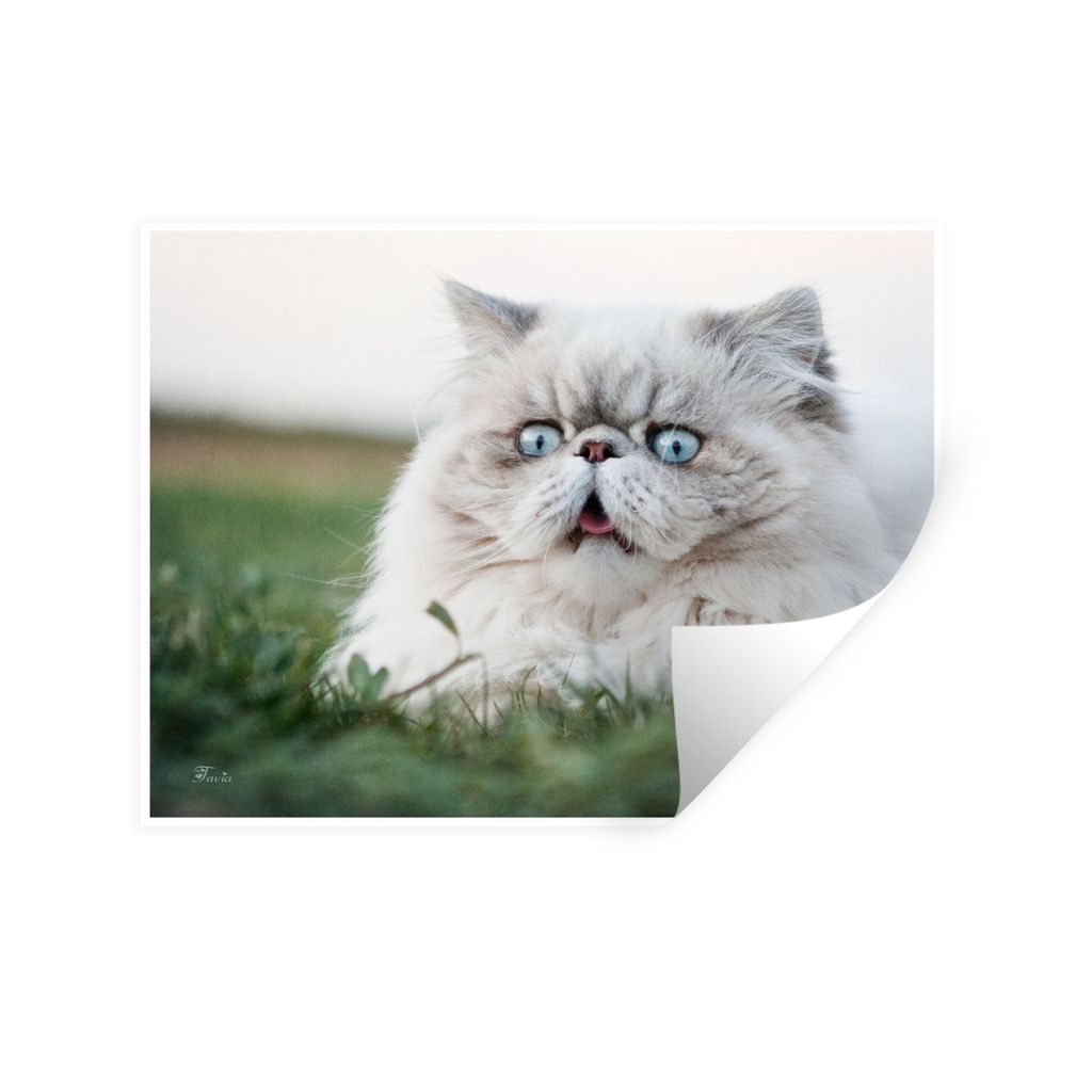 MuchoWow Wandtattoo Wandsticker Wandaufkleber Graue Perserkatze mit hellblauen Augen 80x60 cm Selbstklebend und Repositionierbar - Faltenfrei