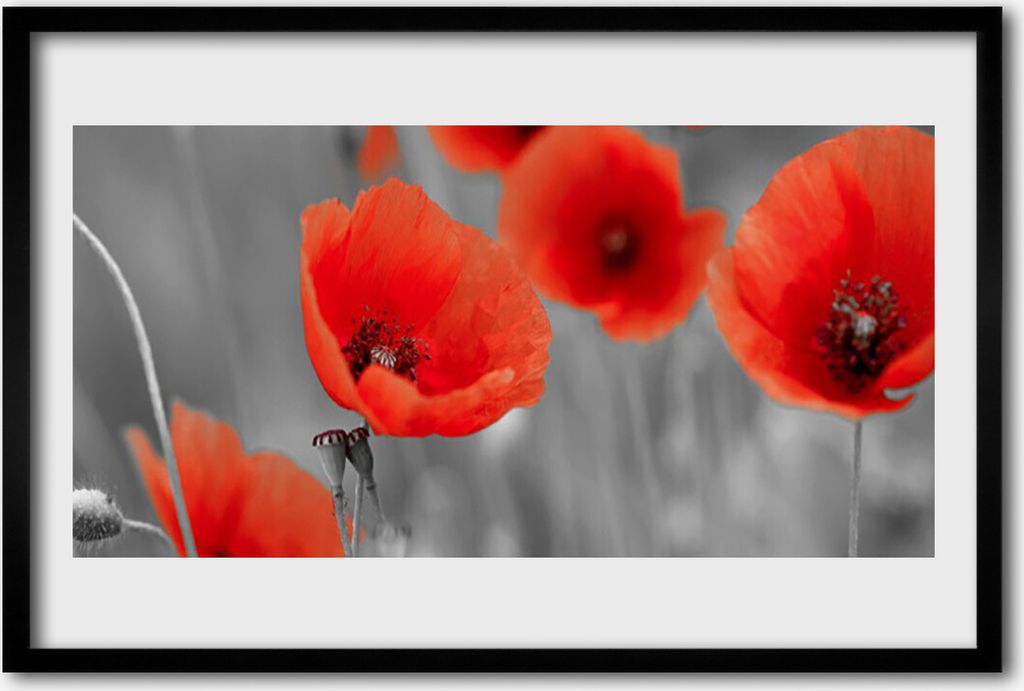 Bild 60x40 MDF-Rahmen Wandkunst Die Pflanze Mohn Natur