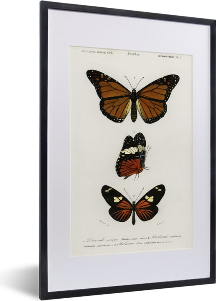 MuchoWow MuchoWow Gerahmtes Poster Schmetterling - Vintage - Insekten 40x60 cm - Poster mit zchwarzem Bilderrahmen - Poster in Rahmen