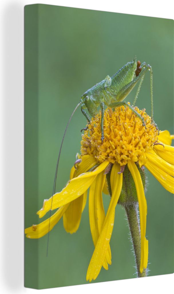 OneMillionCanvasses - Leinwandbilder - 90x140 cm, Grashüpfer auf Blume, Wandbilder Kunstdruck Wanddekoration - Wandschmucke - Schlafzimmer