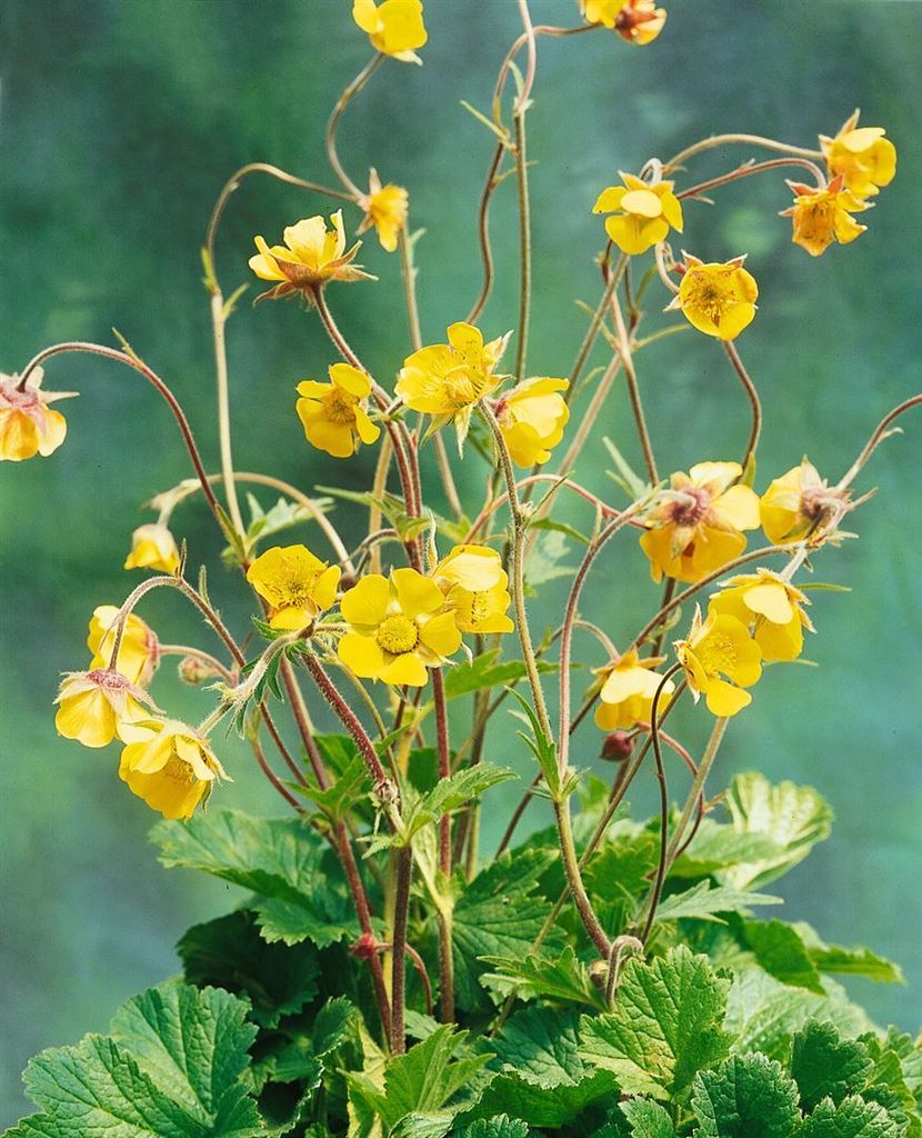 Geum urbanum, Nelkenwurz, ca. 9x9 cm Topf