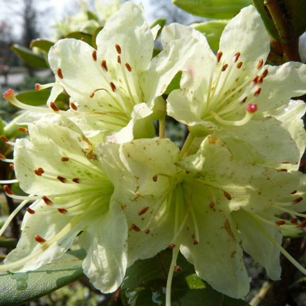 Rhododendron 'Shamrock' | 20-30 cm in Container