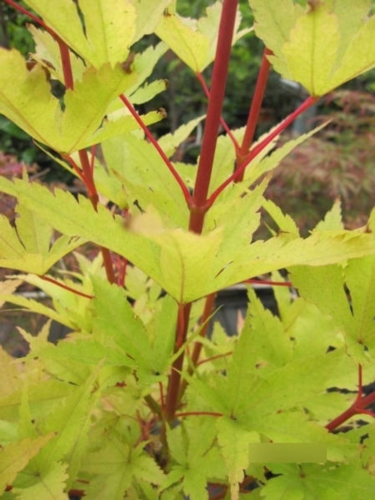 Korallenrinden-Ahorn Sango-Kaku - Ahorn palmatum Sango-Kaku 60-80