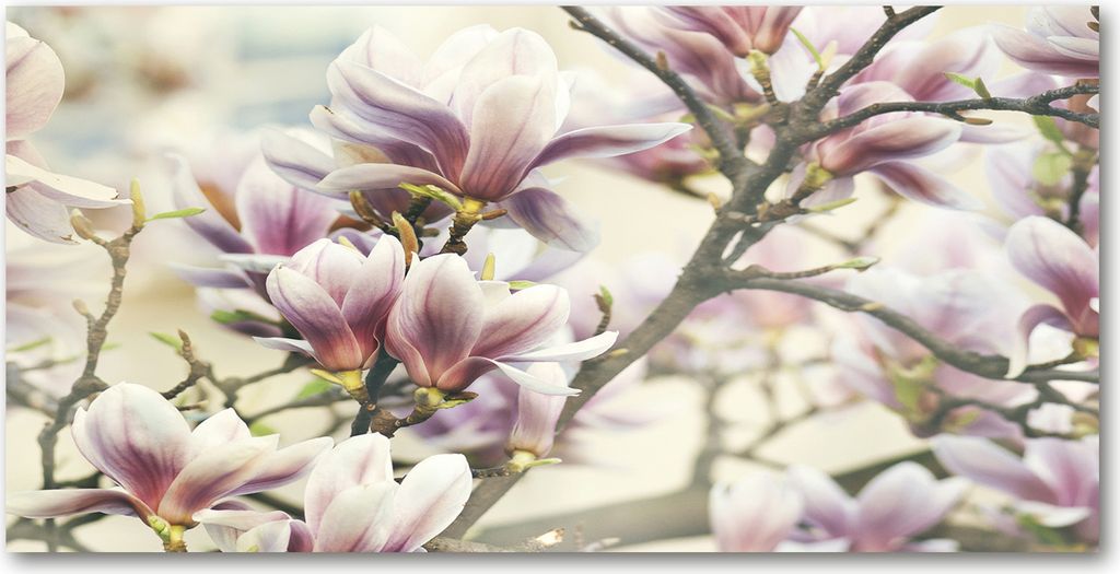 Tulup Küchenrückwand Spritzschutz aus Glas -100x50 -Spritzschutz auf gehärtetes GlasDeko Blumen & Pflanzen Magnolie
