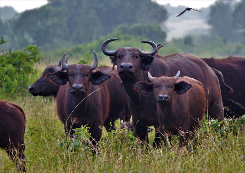 hansepuzzle 84867 - Büffel Puzzle, 260 Teile, Tierwelt, 41,0 x 28,0cm mit hochwertiger Aufbewahrung, Kartonbox und wiederverschließbarem Beutel