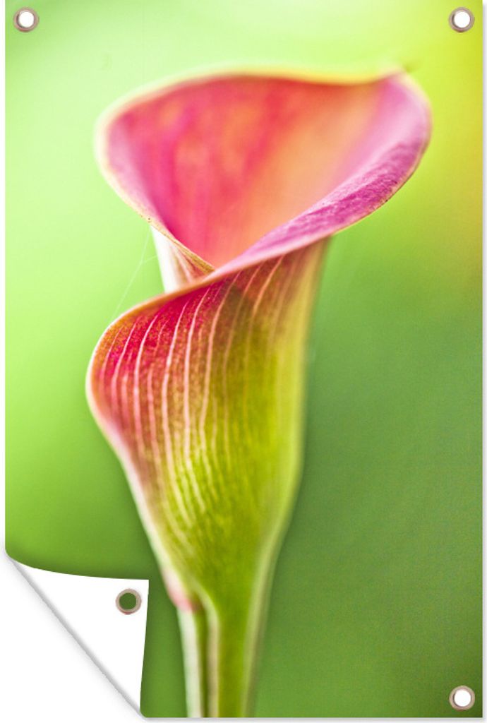 MuchoWow 60x90 cm Outdoor-Poster Gartendeko Sichtschutz Garten Poster für den Garten Bunte Calla-Blume auf grünem Hintergrund