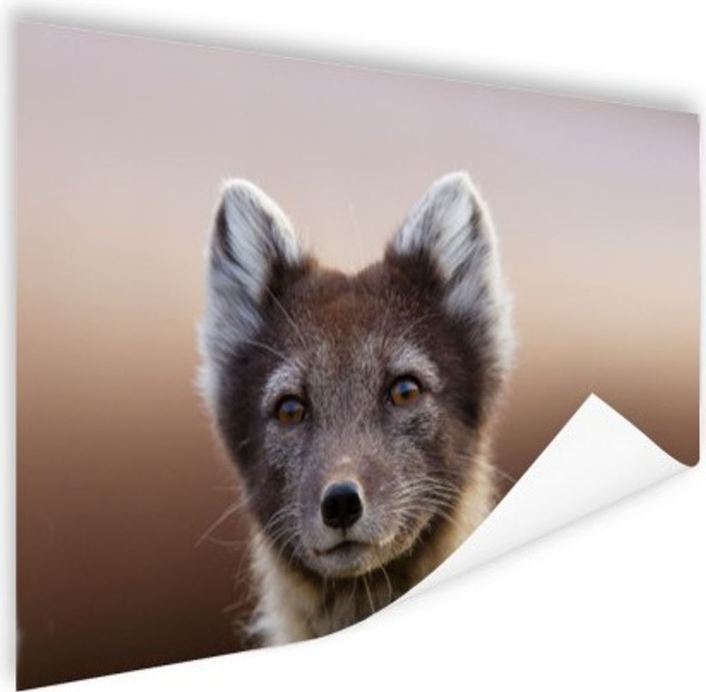 MuchoWow Poster Fuchs - Porträt - Braun 180x120 cm - Fotoplakat