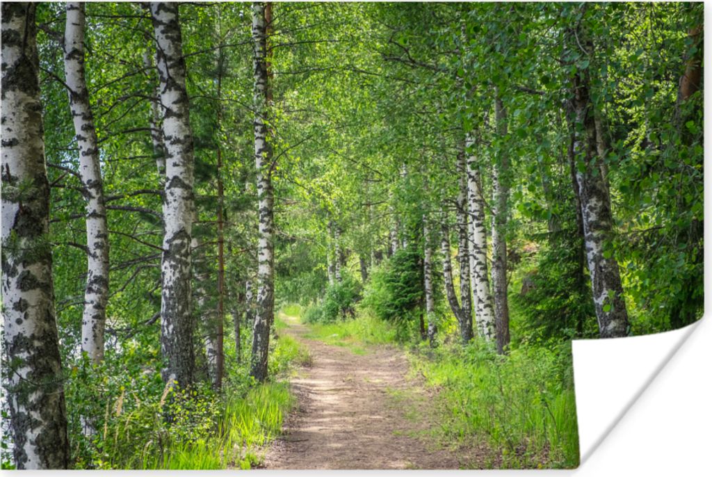 MuchoWow Poster Wald - Bäume - Birke 90x60 cm - Schlafzimmer