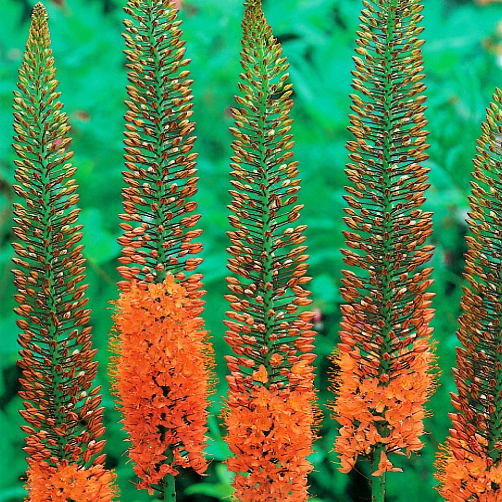 Eremurus Pustynnik Himalajski Cleopatra Arancione 1 pz. Immagine del prodotto 