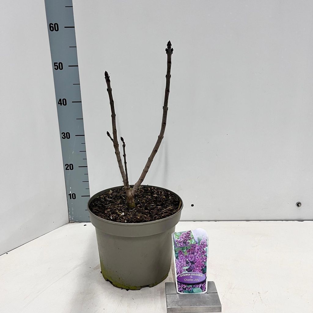Syringa vulg. 'Charles Joly' - Edelflieder | 40-50 cm im Topf