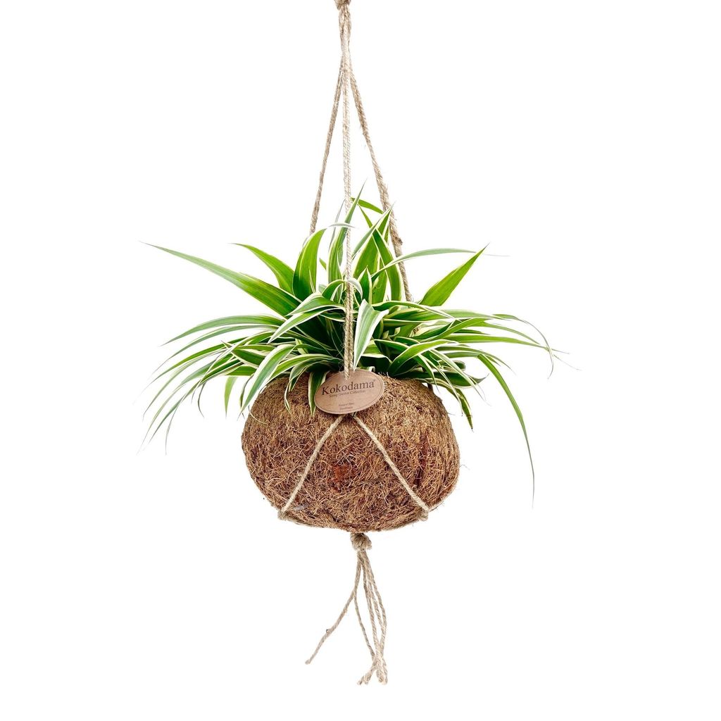 Kokodama Chlorophytum Comosum (L) Obrázek produktu 