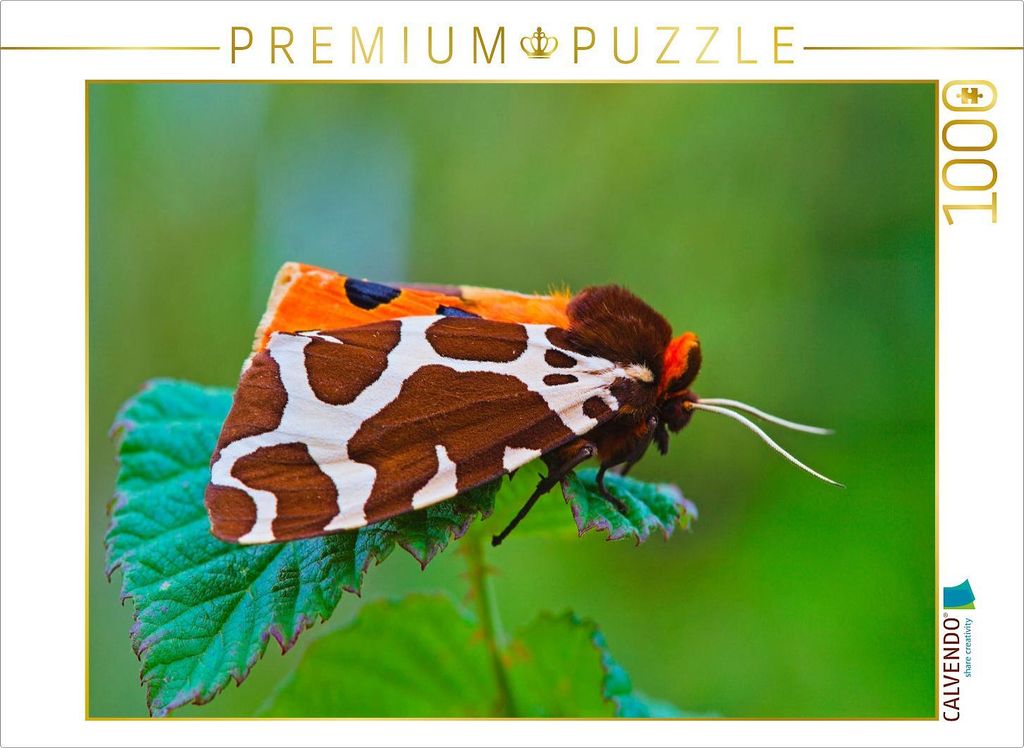 CALVENDO Puzzle Bärenspinner | 1000 Teile Lege-Größe 64x48cm Foto-Puzzle für glückliche Stunden