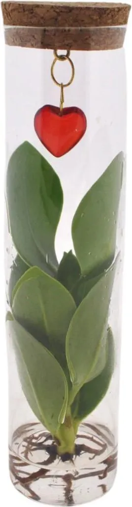 Cadeau idéal plante d'intérieur stylée Clusia en verre pendentif cœur