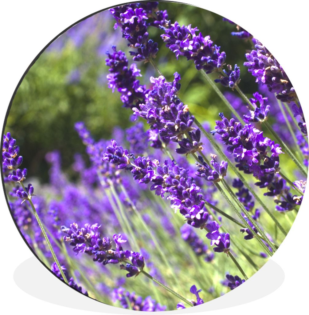 MuchoWow Aluminium Wandkreis Leuchtend lila Lavendel in der Natur Ø 60 cm Wanddeko Modern Wohnzimmer - Wand Kreis - Wandbild - Schlafzimmer - Al...