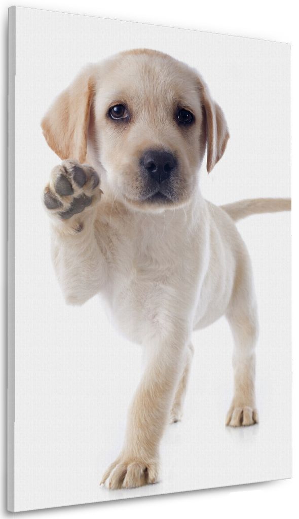 Wallario Premium Leinwandbild Süßer Labrador-Welpe sagt Hallo in Größe 60 x 90 cm