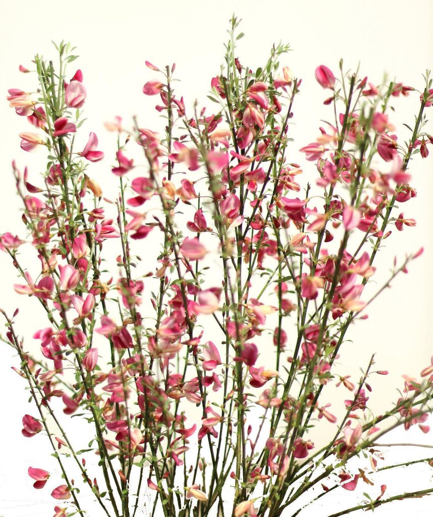 Elfenbeinginster ` Cytisus praecox Hollandia ` Ginster Produktbild 