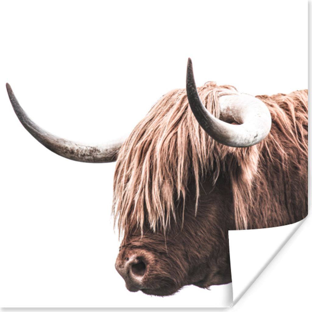 MuchoWow Poster Schottisches Hochlandrind - Hörner 75x75 cm - Wand Dekoration