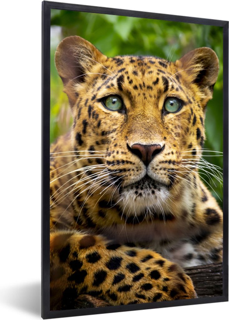 MuchoWow MuchoWow Gerahmtes Poster Panther - Dschungel - Grün 20x30 cm - Poster mit zchwarzem Bilderrahmen - Drucken - Bilder Poster im Rahmen