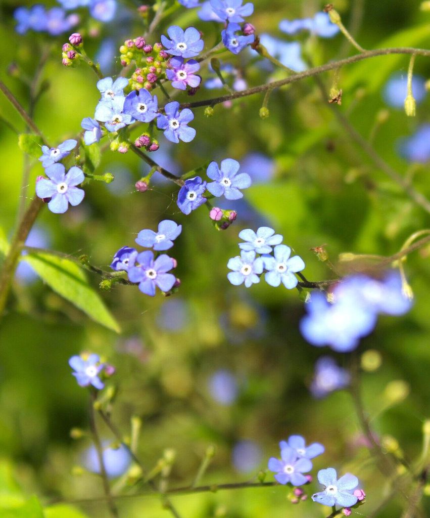 3 Stück Stauden Kleinblütige Bergminze Calamintha nepeta 'Blue Cloud'