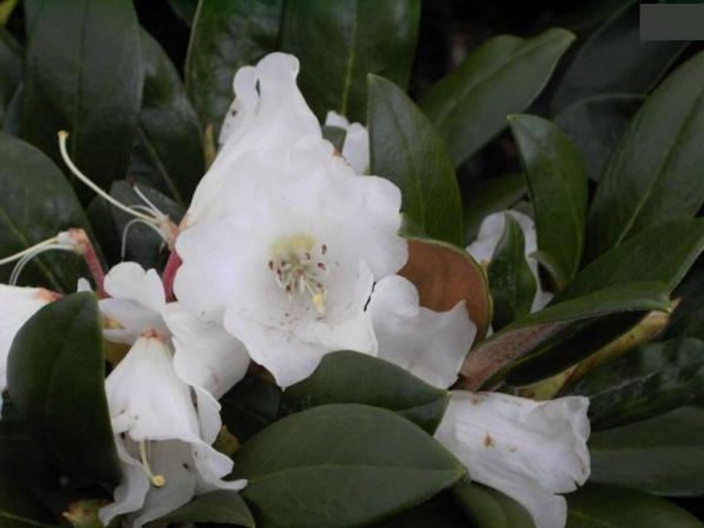 Wild Rhododendron / Alpenrose Teddy Bear - Rhododendron bureavii Teddy Bear - 30-40cm