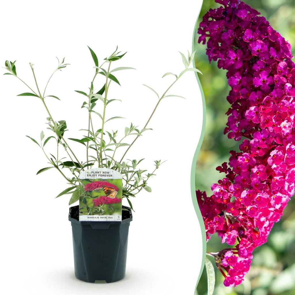 Green boutiQ - Tuinplant - Buddleja davidii Royal Red - Image du produit 