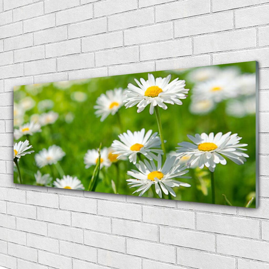 Acrylglasbilder 125x50 Wandbild Druck Gänseblümchen Pflanzen