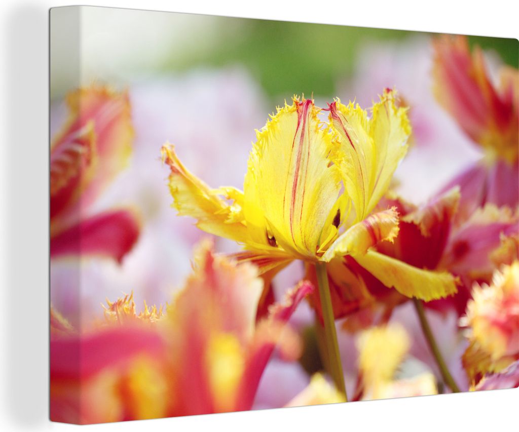 OneMillionCanvasses - Leinwandbilder - 140x90 cm, Tulpe in Nahaufnahme, Wandbilder Kunstdruck Wanddekoration - Foto auf Leinwand - Gemälde auf H...