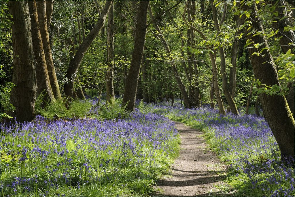 Wallario selbstklebendes Poster - Wiese voller blauer Hasenglöckchen im Wald, Größe: 61 x 91,50 cm
