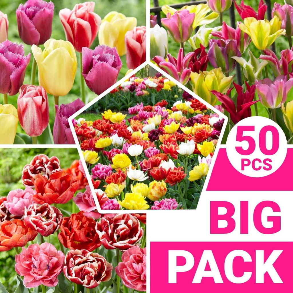 Winterharde, meerjarige tulpenbollen - Mix - 50 bloembollen Productafbeelding 