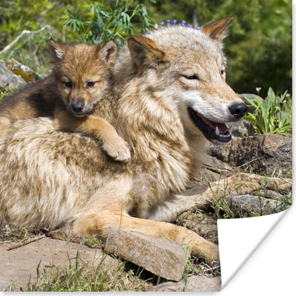 MuchoWow Poster Wolf - Jungtier - Tier 75x75 cm - Wand Dekoration