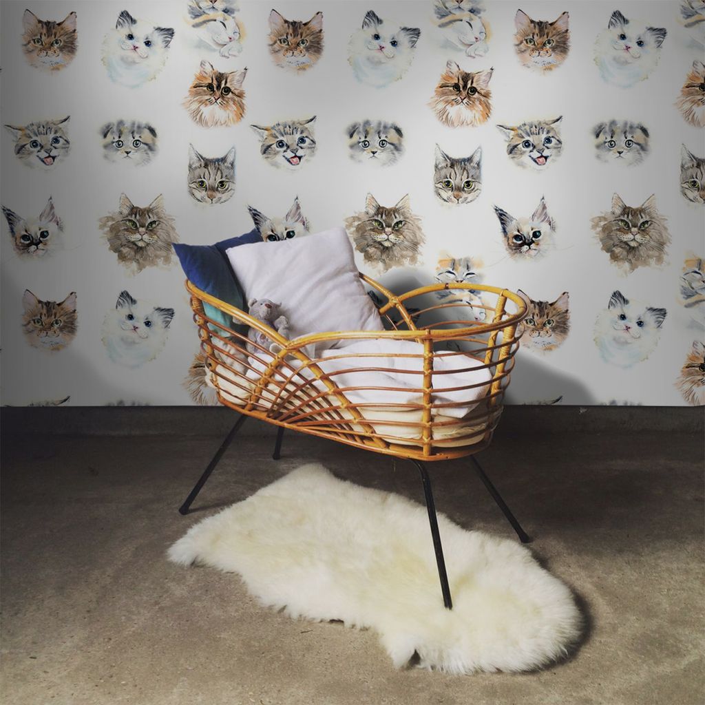 Coloray Fototapete 152x104 cm Vlies-Fototapete - Katbulative Tiere