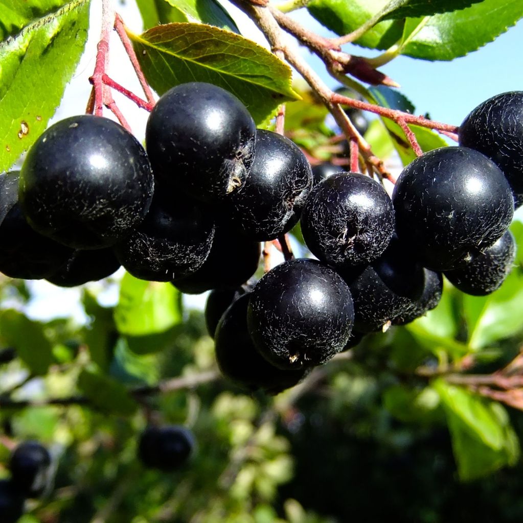 A close-up shot of a cluster of dark berries on a branch, with green leaves and a blue sky in the background.