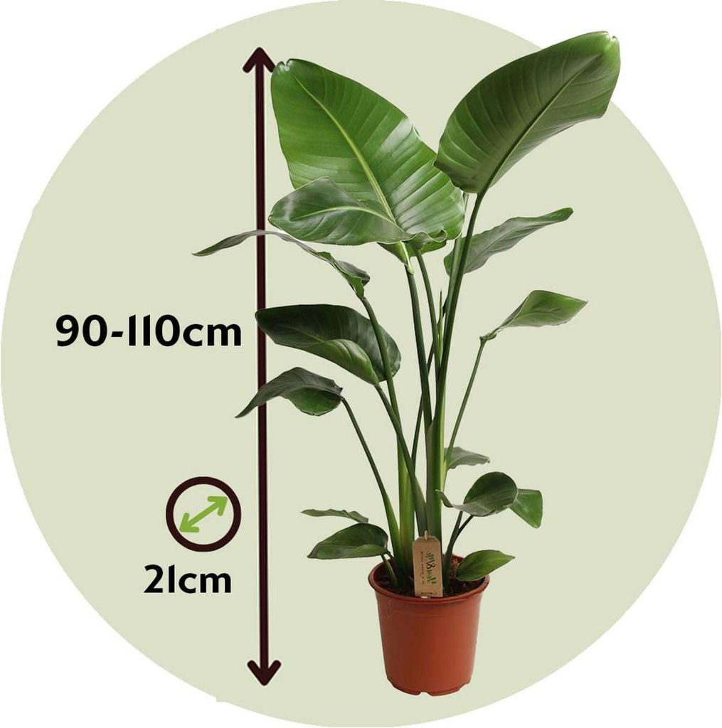 Paradiesvogelblume Strelitzia nicolai 17cm