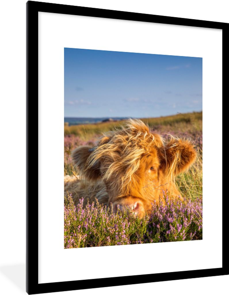 MuchoWow Gerahmtes Poster Schottische Highlander - Heide - Gras - Tiere 60x80 cm - Poster mit Schwarzem Bilderrahmen Wandposter Rahmen Foto Bilde...